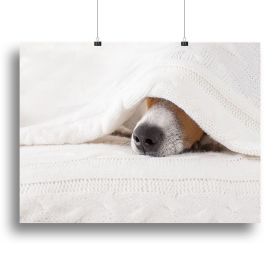 Jack russell dog sleeping under the blanket Canvas Print or Poster (Type: Poster Print, size: 28" x 20" / 70cm x 50cm (approx))