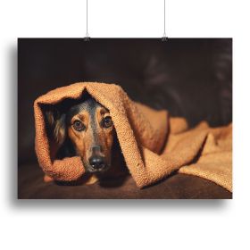 Small black and brown dog hiding under orange blanket Canvas Print or Poster (Type: Standard Framed Canvas Print, size: 40" x 26" / 100cm x 65cm (approx))